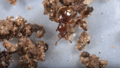 Bryaxis puncticollis