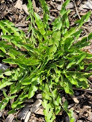 Taraxacum officinale