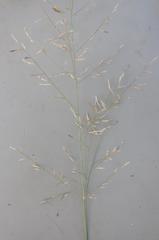 Eragrostis rigidior