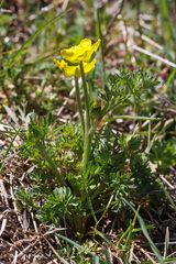 Ranunculus millefoliatus