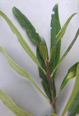 Euclea natalensis angustifolia