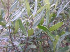 Euclea natalensis angustifolia