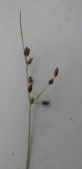 Fimbristylis bisumbellata