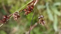 Luzula multiflora multiflora