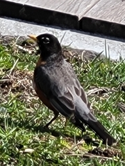 Turdus migratorius