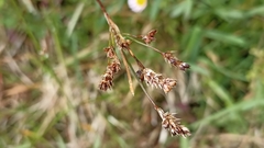 Luzula multiflora multiflora
