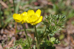 Ranunculus millefoliatus