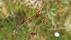 Luzula multiflora multiflora