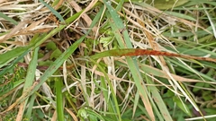 Luzula multiflora multiflora