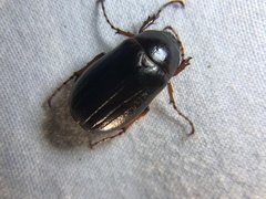 Phyllophaga anxia