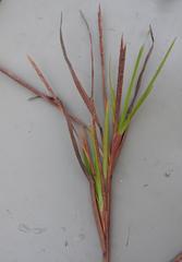 Hemarthria altissima