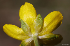 Ranunculus millefoliatus