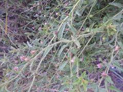 Hermannia glanduligera