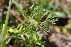 Ranunculus millefoliatus