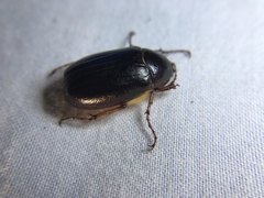 Phyllophaga anxia