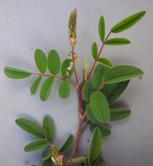 Indigofera astragalina