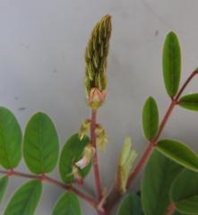 Indigofera astragalina