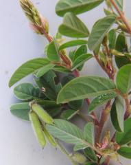 Indigofera astragalina