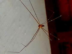 Crossopriza
