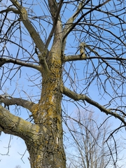 Fraxinus