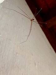 Crossopriza