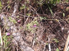 Indigofera heterotricha