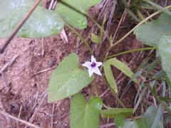 Ipomoea sinensis blepharosepala