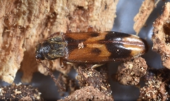 Hypulus quercinus