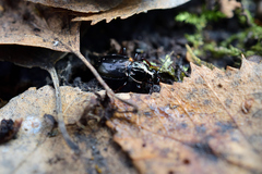 Pterostichus oblongopunctatus