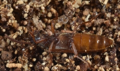 Hypulus quercinus
