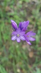 Dichelostemma