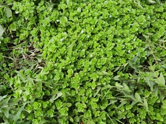 Veronica persica