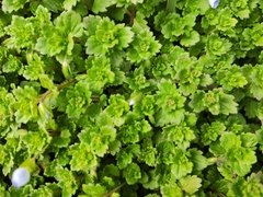 Veronica persica