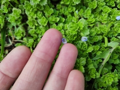 Veronica persica
