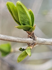 Lonicera