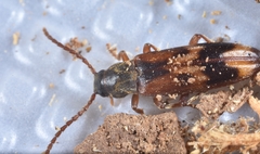 Hypulus quercinus