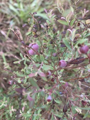 Vaccinium darrowii