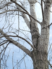 Populus deltoides