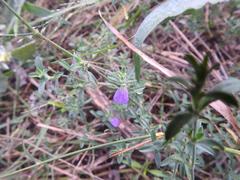Justicia divaricata