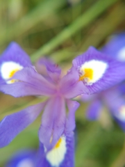 Moraea sisyrinchium