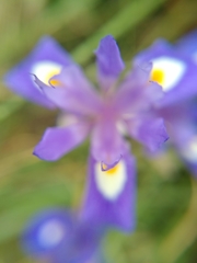 Moraea sisyrinchium