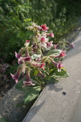 Rehmannia glutinosa