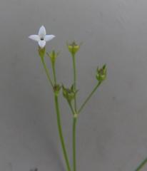 Cordylostigma virgatum