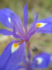 Moraea sisyrinchium