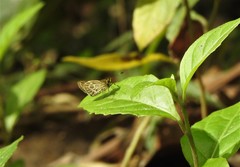 Callimormus interpunctata