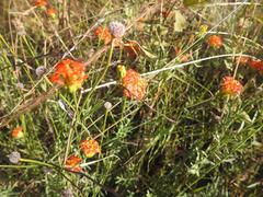 Lasiosiphon rubescens