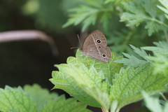 Mycalesis gotama fulginia