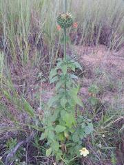 Leonotis nepetifolia nepetifolia