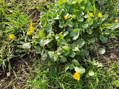 Ficaria verna