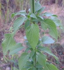 Leonotis nepetifolia nepetifolia
